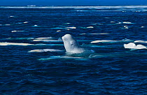 Beluga at sea surface {Delphinapterus leucas} arctic Canada