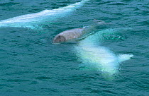 Beluga / White whale with grey calf at sea surface {Delphinapterus leucas} arctic Canada