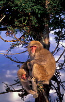 Japanese macaques in tree {Macaca fuscata} Jigokudani, Japan