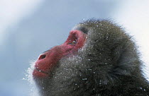 Japanese macaque {Macaca fuscata} adult looking up, Jigokudani, Japan