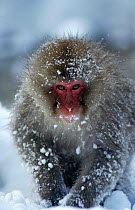 Japanese macaque in snow {Macaca fuscata} Jigokudani, Japan