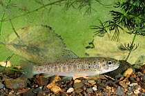 Brown trout {Salmo trutta fario} Derbyshire, UK