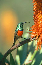 Greater double collared sunbird male {Nectarinia afra} Addo elephant NP, South Africa