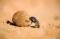 Flightless dung beetle {Circellium bacchus} female rolling buffalo dung ball to lay egg in , Addo Elephant park, South Africa