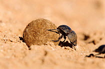 Flightless dung beetle {Circellium bacchus) female rolling buffalo dung to lay egg in S Africa