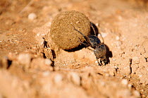 Flightless dung beetle {Circellium bacchus} female rolling buffalo dung ball to lay egg in, South Africa  Addo elephant park endangered