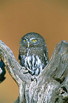 Northern pygmy owl portrait {Glaucidium gnoma} captive, raptor rehab centre
