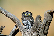 Northern pygmy owl {Glaucidium gnoma}  NM, USA