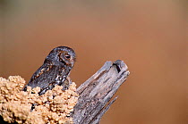 Flamulated owl {Otus flammeolus}  NM, USA.