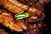 Striped love beetle {Eudicella gralli} from tropical Africa