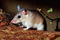 Turkish spiny mouse {Acomys cilicicus} from Turkey; critically endangered species