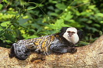Geoffroy's marmoset (Callithrix geoffroyi) lying on branch, captive, from rainforests of East Brazil