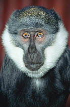 L'Hoests monkey portrait {Cercopithecus l'hoesti} male, captive, occurs Cent Africa.
