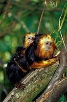 Golden headed lion tamarin + young {Leontopithecus chrysomelas} endangered, from