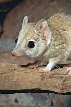 Kowari {Dasyuriodes byrnei} captive, occurs Queensland Australia