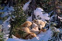 Female Polar bear with very small cubs {Ursus maritimus} Canada