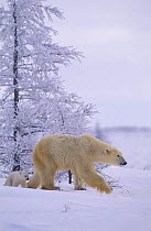 Polar bear walking with very small cub {Ursus maritimus} Watchee lodge, Canada