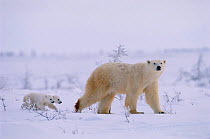 Polar bear walking with very small cubs following {Ursus maritimus} Canada
