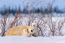 Polar bear with very small cubs {Ursus maritimus} Canada