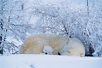 Polar bear asleep with very small cub {Ursus maritimus} Canada