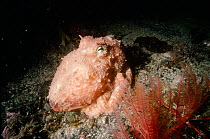 Northern octopus {Eledone cirrhosa} UK
