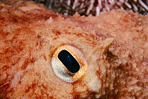 Close up of eye of Northern octopus {Eledone cirrhosa} UK