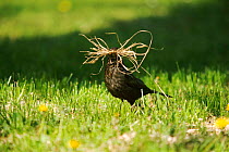 Female Blackbird carrying nest material {Turdus merula} Sweden