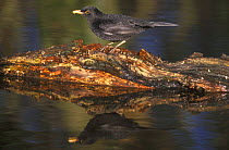 Male Blackbird on log in water {Turdus merula} Worcester, UK February