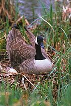 Canada goose sitting on eggs at nest {Branta canadensis} Wiltshire England UK