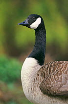 Canada goose portrait {Branta canadensis} Surrey, UK