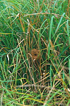 Harvest mouse nest in field {Micromys minutus} Somerset UK