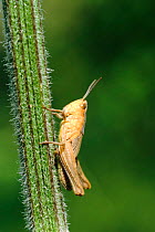 Immature female Common field grasshopper {Chorthippus brunneus} Norfolk UK Europe