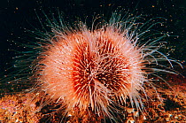 Common sea urchin {Echinus esculentus} UK