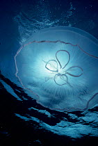 Common / Moon jellyfish detail {Aurelia aurita} UK.