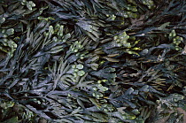 Bladder wrack seaweed {Fucus vesiculosus} at low tide South England UK