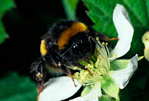 White-tailed bumblebee feeding at bramble flower {Bombus lucorum} Lancs, England, UK