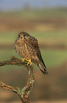 Kestrel {Falco tinnunculus} on branch, South Yorkshire, UK
