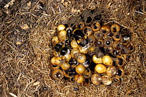 White-tailed bumblebee tending larvae  {Bombus lucorum}  England, UK