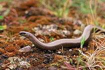 Slow worm {Anguis fragilis} Darley, Derbyshire Dales, UK