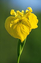 Yellow iris {Iris pseudacorus} flower, Germany