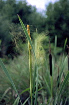 Greater bullrush / Reedmace discharging pollen {Typha latifolia} Southern England, UK