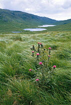 Spear thistle {Cirsium vulgare} flowering, Isle of Mull, Scotland