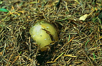 Stinkhorn fungus at egg stage (Phallus impudicus)  Bristol, UK