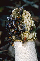 Flies swarm over Stinkhorn fungus {Phallus impudicus} England. Disperse spores