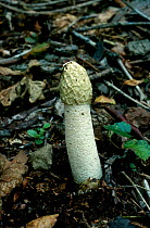 Stinkhorn fungus {Phallus impudicus} England, UK