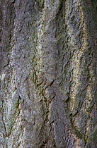 Gingko tree bark close up {Gingko biloba} Wiltshire, UK (native to China)