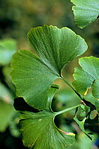 Gingko tree leaf close up {Gingko biloba} Wiltshire, UK (native China)