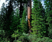 Giant sequoia, various growth stages {Sequoiadendron giganteum} California, USA