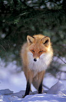 Northern Red fox subspecies in snow {Vulpes vulpes schrencki} captive, Japan