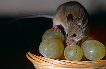 House mouse {Mus musculus} on fruit bowl with grapes, Captive, Spain